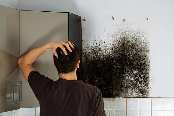 Trusted Herlong, CA Mold Removal Experts